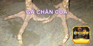 Gà chân cua SV368