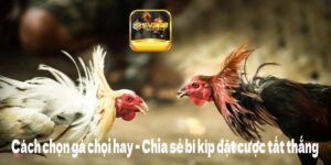 cách chọn gà chọi hay