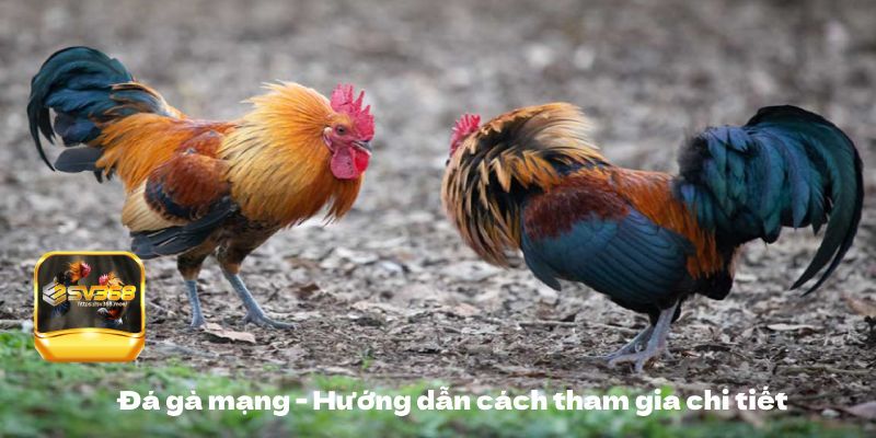 đá gà mạng