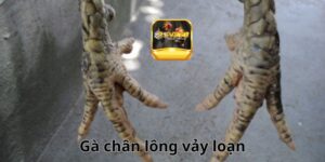 gà chân lông vảy loạn