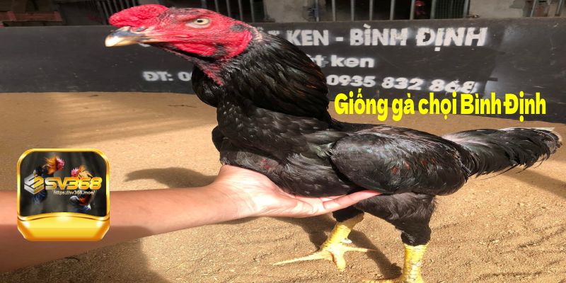 Giống gà chọi Bình Định